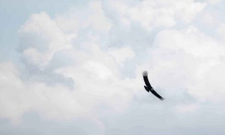 The Andean Condor in Ecuador