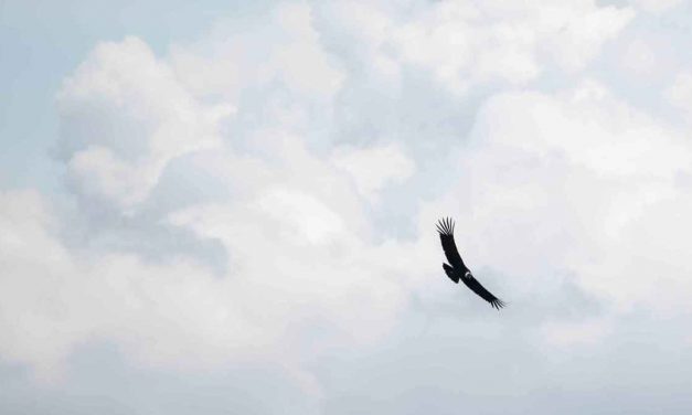 The Andean Condor in Ecuador