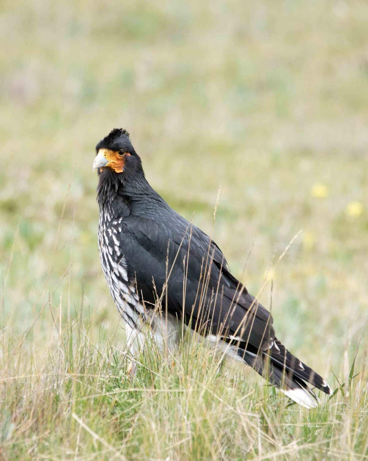 Caracara carunculado, Área de Conservación Antisana, Laguna Mica, Ecuador