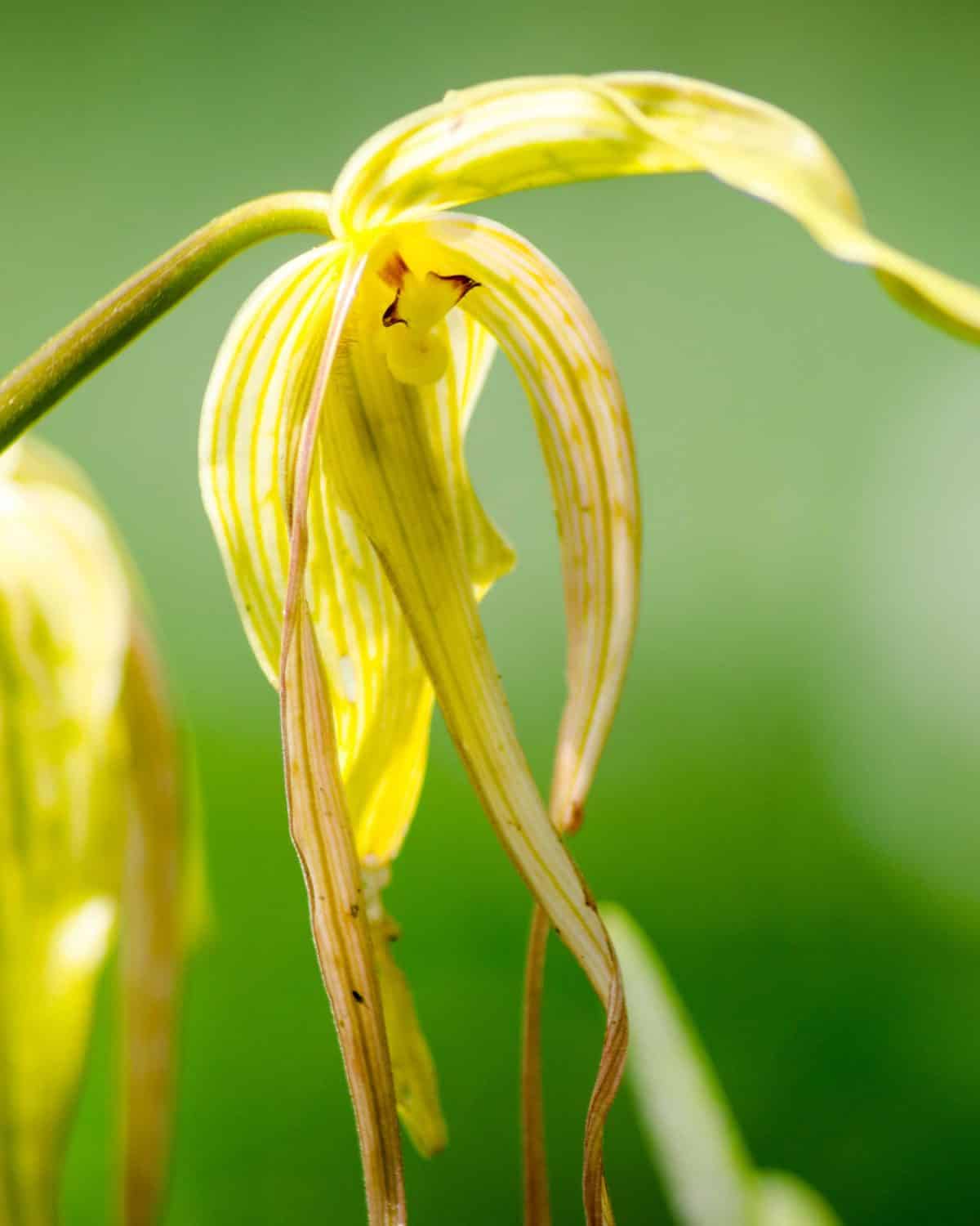 Orchid with Tendrils; El Pahuma Orchid Reserve near Quito, Ecuador | @ Angela Drake Orchid with Tendrils; El Pahuma Orchid Reserve near Quito, Ecuador | @ Angela Drake