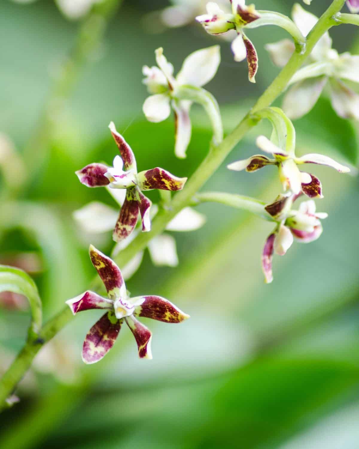 White and Blood Red Orchid; El Pahuma Orchid Reserve near Quito, Ecuador | @ Angela Drake White and Blood Red Orchid; El Pahuma Orchid Reserve near Quito, Ecuador | @ Angela Drake