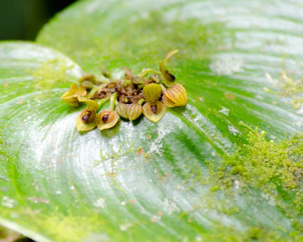A Cluster of Tiny Orchids; El Pahuma Orchid Reserve near Quito, Ecuador | @ Angela Drake A Cluster of Tiny Orchids; El Pahuma Orchid Reserve near Quito, Ecuador | @ Angela Drake