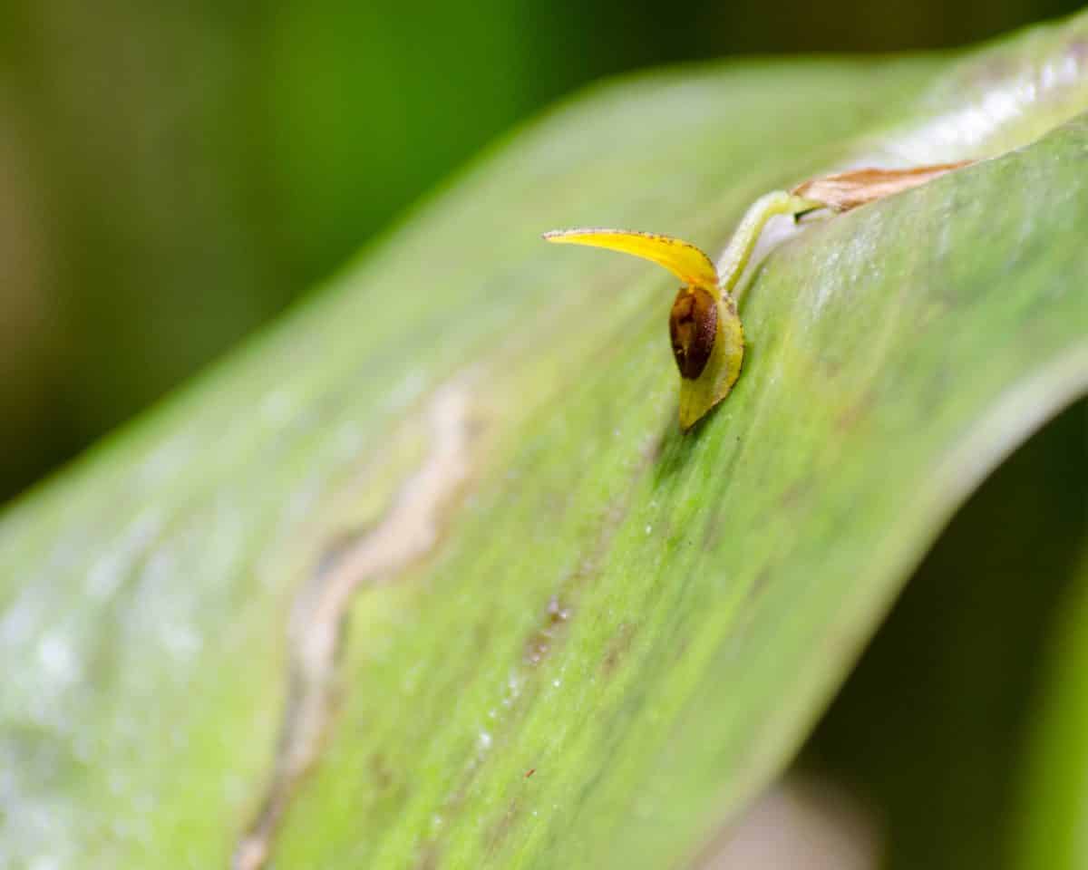 A Single Small Orchid on a Leaf; El Pahuma Orchid Reserve near Quito, Ecuador | @ Angela Drake A Single Small Orchid on a Leaf; El Pahuma Orchid Reserve near Quito, Ecuador | @ Angela Drake