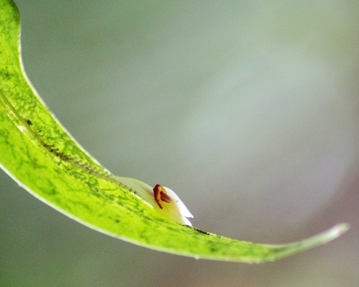 A Single Small Orchid on a Leaf; El Pahuma Orchid Reserve near Quito, Ecuador | @ Angela Drake A Single Small Orchid on a Leaf; El Pahuma Orchid Reserve near Quito, Ecuador | @ Angela Drake