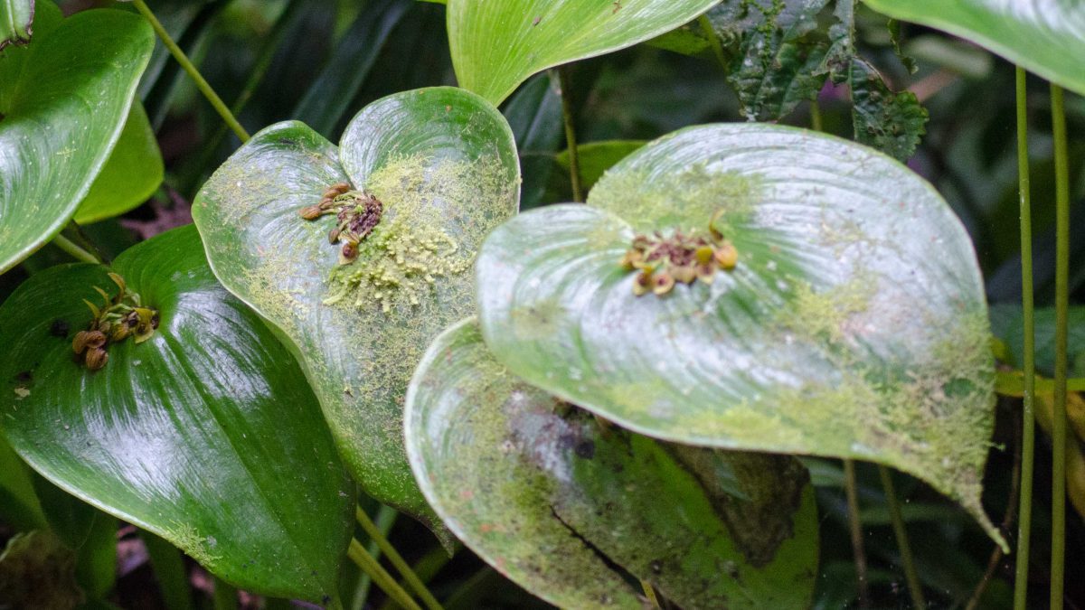 Clustered Orchids on Mossy Leaves; El Pahuma Orchid Reserve near Quito, Ecuador | @ Angela Drake Clustered Orchids on Mossy Leaves; El Pahuma Orchid Reserve near Quito, Ecuador | @ Angela Drake