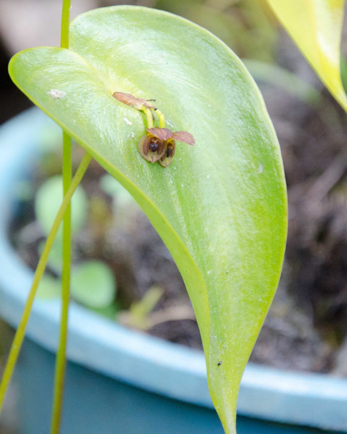 A Pair of Small Brown Orchids; El Pahuma Orchid Reserve near Quito, Ecuador | @ Angela Drake A Pair of Small Brown Orchids; El Pahuma Orchid Reserve near Quito, Ecuador | @ Angela Drake