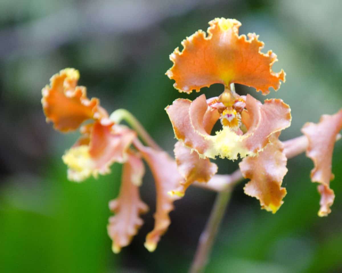 Large Orchids Near the Entrance of El Pahuma Orchid Reserve near Quito, Ecuador | @ Angela Drake Large Orchids Near the Entrance of El Pahuma Orchid Reserve near Quito, Ecuador | @ Angela Drake