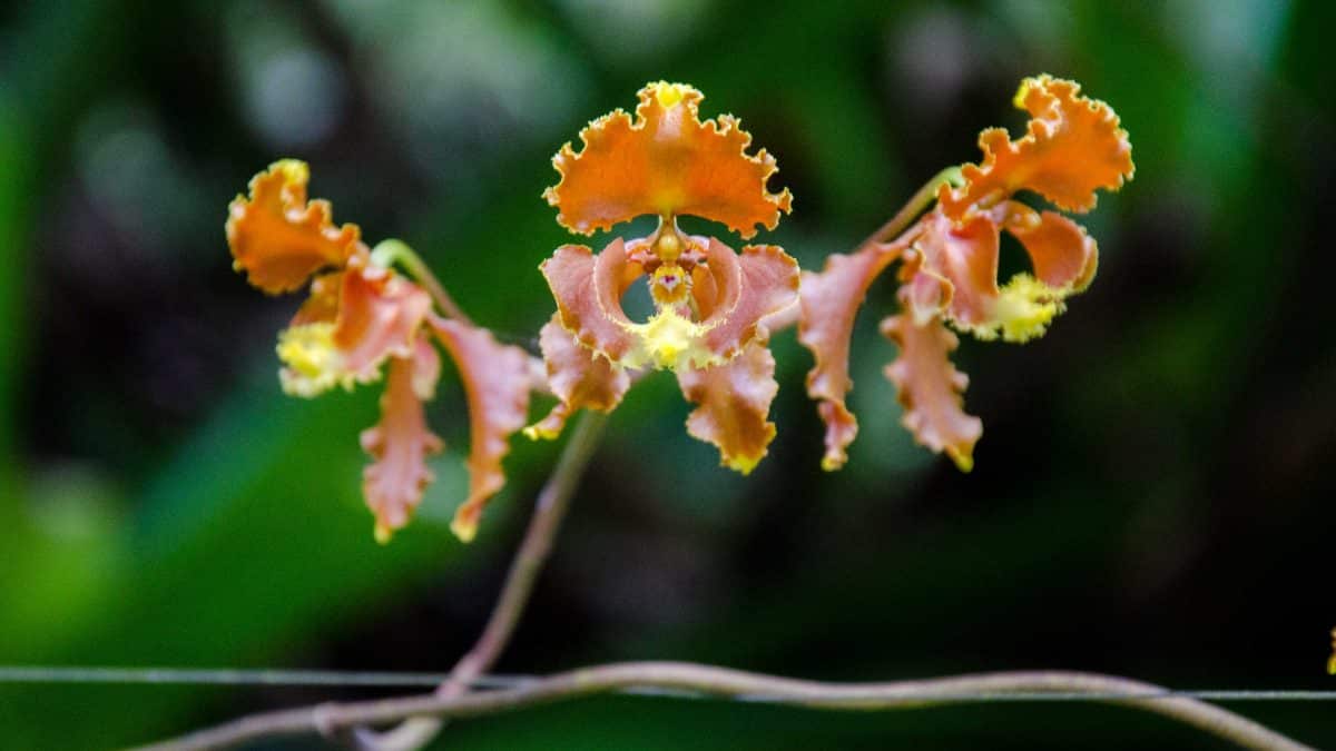 El Pahuma: Una reserva de orquídeas silvestres cerca de Quito
