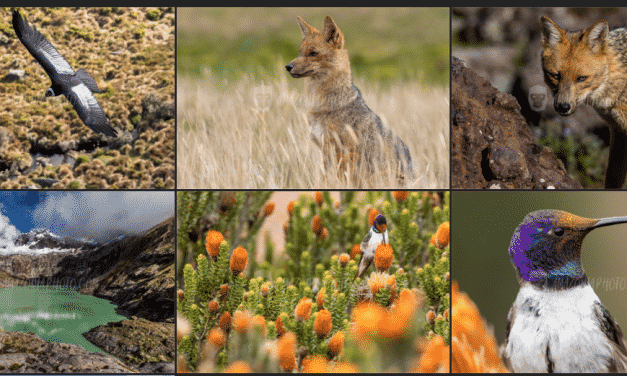 South American Wildlife Photographer: Humberto Castillo J.