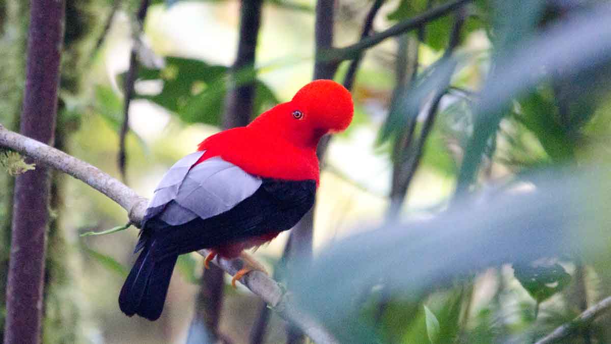 El extraño y espectacular gallo de la peña