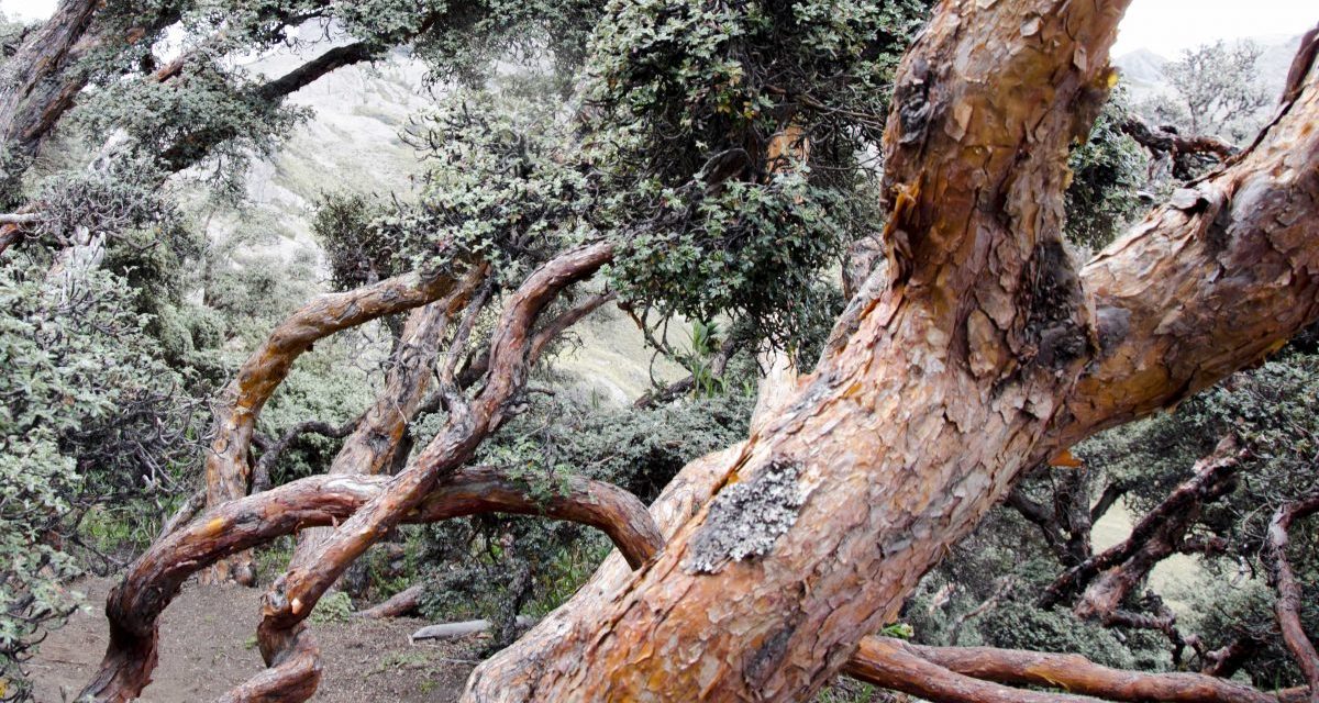 The Ancient Polylepis Forests of Ecuador