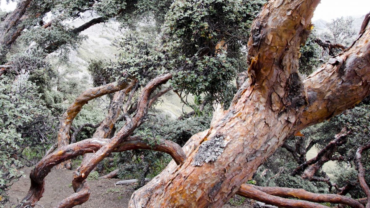 Polylepis Forest, Chimborazo Wildlife Reserve, Ecuador | ©Angela Drake / Not Your Average American