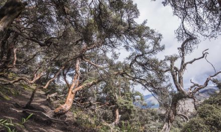 The Polylepis Trail, Chimborazo Wildlife Reserve