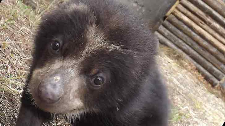 Pinocchio the Ecuadorian Andean Bear | Printed with permission from Armando Castellanos, the Andean Bear Foundation