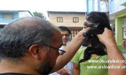 Saving Pinocchio the Ecuadorian Andean Bear