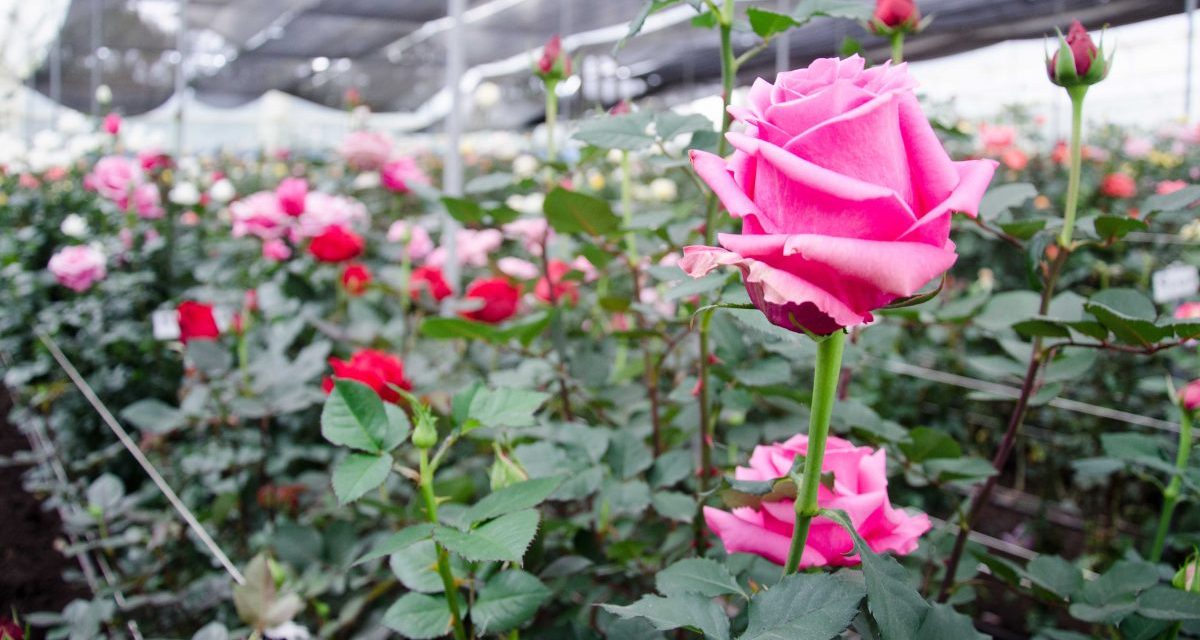 The Gift of High Altitude Ecuadorian Roses