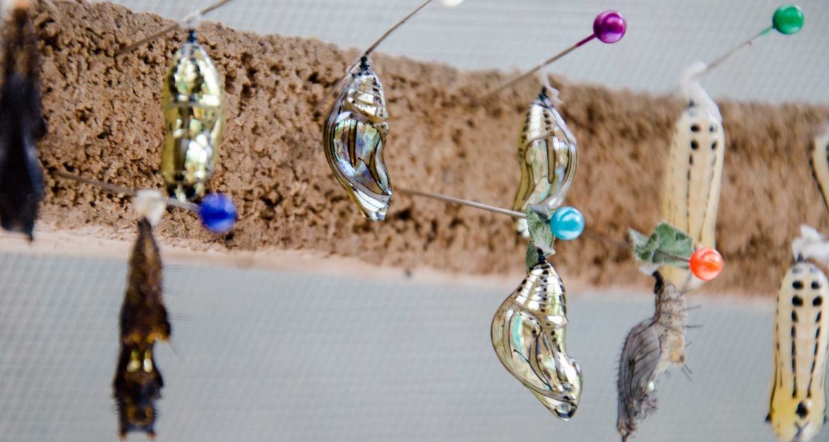 A Butterfly Farm (Mariposario) in Mindo