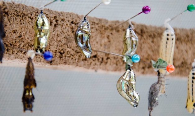 A Butterfly Farm (Mariposario) in Mindo