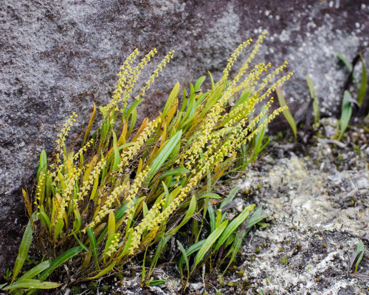 Orquídeas de la Reserva Yanacocha, cara de las Montañas Rocosas; agosto 2014 | ©Ángela Drake Orquídeas de la Reserva Yanacocha, cara de las Montañas Rocosas; agosto 2014 | ©Ángela Drake