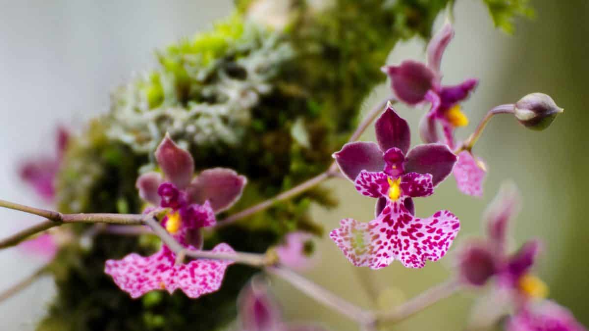 Orquídeas de los jardines de Panticucho, Baños de Agua Santa, Ecuador, agosto de 2014 | ©Ángela Drake Orquídeas de los jardines de Panticucho, Baños de Agua Santa, Ecuador, agosto de 2014 | ©Ángela Drake