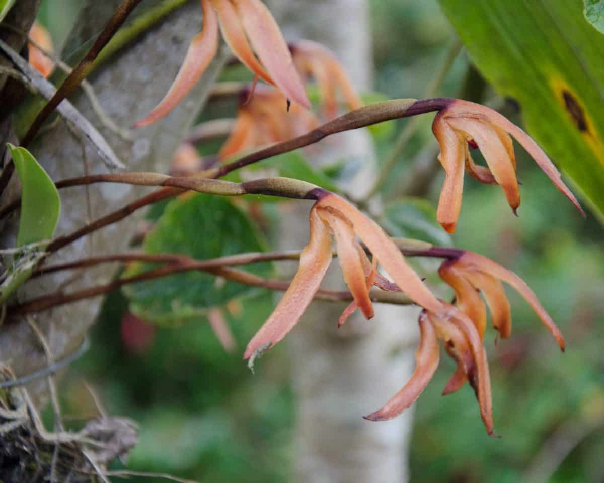 Orquídeas de los jardines de Panticucho, Baños de Agua Santa, Ecuador, agosto de 2014 | ©Ángela Drake Orquídeas de los jardines de Panticucho, Baños de Agua Santa, Ecuador, agosto de 2014 | ©Ángela Drake