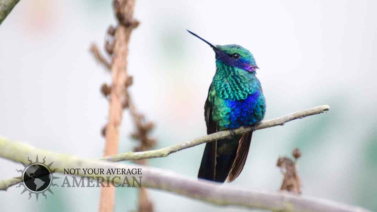 A Sparkling Violetear Hummingbird; West Slope of the Andes, Ecuador | © Angela Drake A Sparkling Violetear Hummingbird; West Slope of the Andes, Ecuador | © Angela Drake
