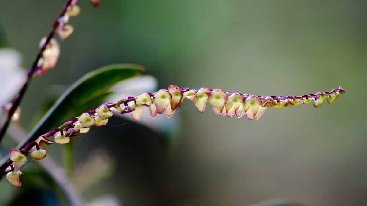 Orquídeas de los jardines de Cabañas de San Isidro, Cosanga, Ecuador, junio de 2016 | ©Ángela Drake Orquídeas de los jardines de Cabañas de San Isidro, Cosanga, Ecuador, junio de 2016 | ©Ángela Drake