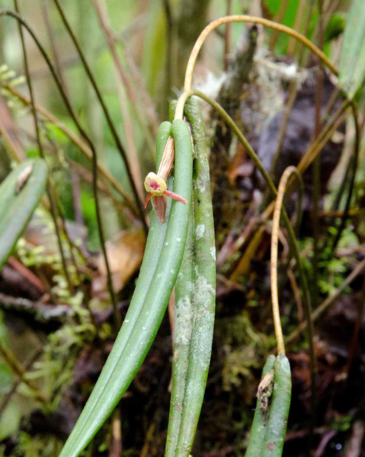Orquídeas de Guango Lodge cerca de Papallacta, Ecuador, junio de 2016 | ©Ángela Drake Orquídeas de Guango Lodge cerca de Papallacta, Ecuador, junio de 2016 | ©Ángela Drake