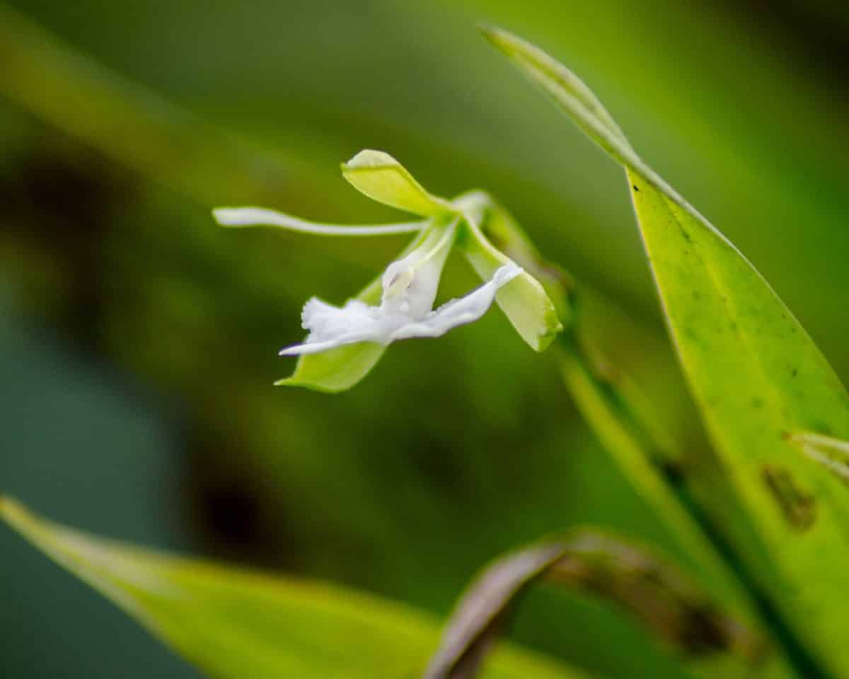 Orquídeas del Orchidarium San Cristóbal en la Provincia de Napo, Ecuador, febrero de 2016 | ©Ángela Drake Orquídeas del Orchidarium San Cristóbal en la Provincia de Napo, Ecuador, febrero de 2016 | ©Ángela Drake