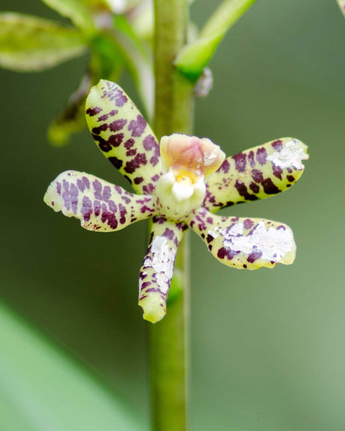 Orquídeas del Orchidarium San Cristóbal en la Provincia de Napo, Ecuador, febrero de 2016 | ©Ángela Drake Orquídeas del Orchidarium San Cristóbal en la Provincia de Napo, Ecuador, febrero de 2016 | ©Ángela Drake