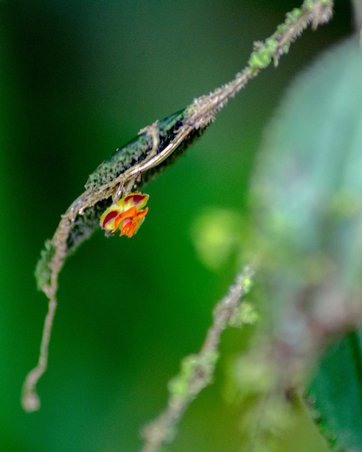 Orquídeas del Orchidarium San Cristóbal en la Provincia de Napo, Ecuador, febrero de 2016 | ©Ángela Drake Orquídeas del Orchidarium San Cristóbal en la Provincia de Napo, Ecuador, febrero de 2016 | ©Ángela Drake