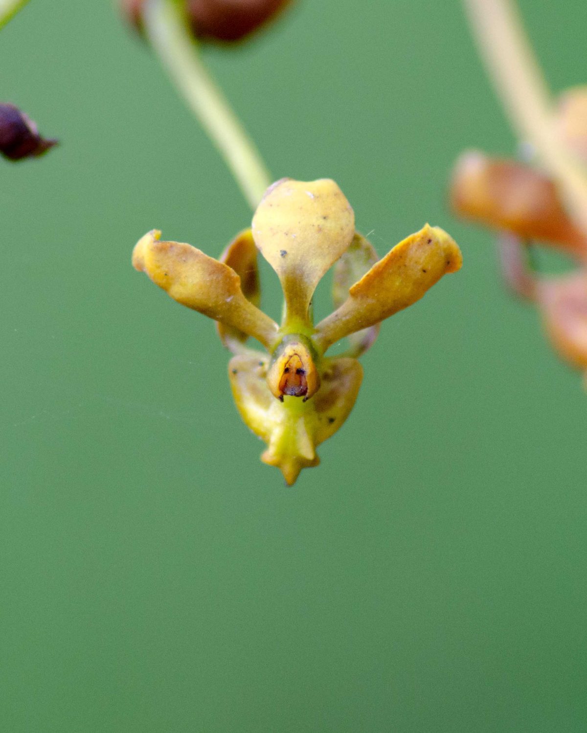 Orquídeas del Orchidarium San Cristóbal en la Provincia de Napo, Ecuador, febrero de 2016 | ©Ángela Drake Orquídeas del Orchidarium San Cristóbal en la Provincia de Napo, Ecuador, febrero de 2016 | ©Ángela Drake