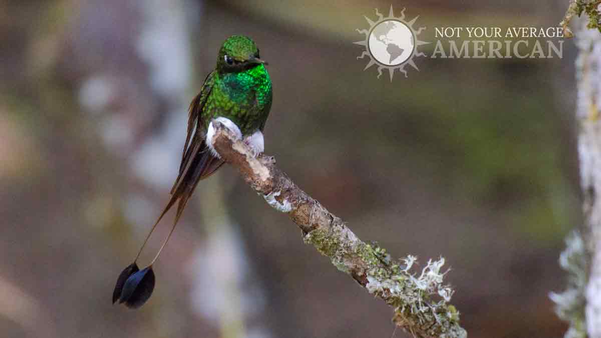 A Booted-Rackettail Hummingbird; West Slope of the Andes, Ecuador | © Angela Drake A Booted-Rackettail Hummingbird; West Slope of the Andes, Ecuador | © Angela Drake