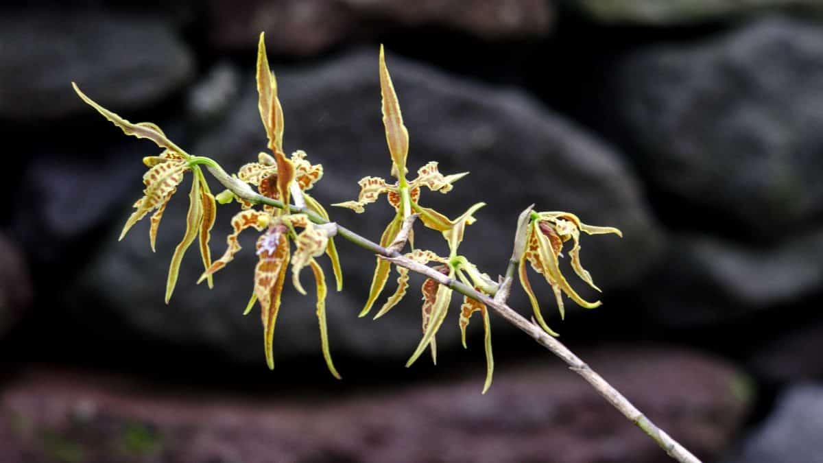 Orquídeas de la Reserva Yanacocha, diciembre de 2015 | ©Ángela Drake Orquídeas de la Reserva Yanacocha, diciembre de 2015 | ©Ángela Drake