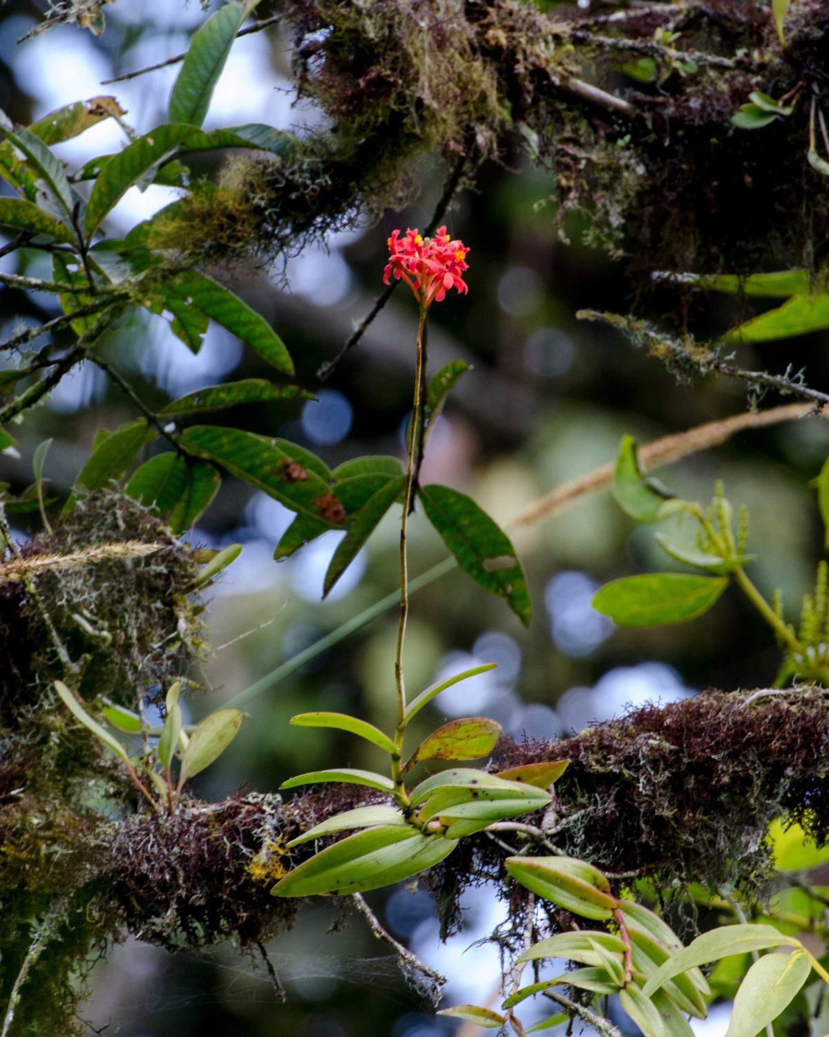 Orquídeas en un árbol, San Jorge de Tandapaya, septiembre 2015 | ©Ángela Drake Orquídeas en un árbol, San Jorge de Tandapaya, septiembre 2015 | ©Ángela Drake