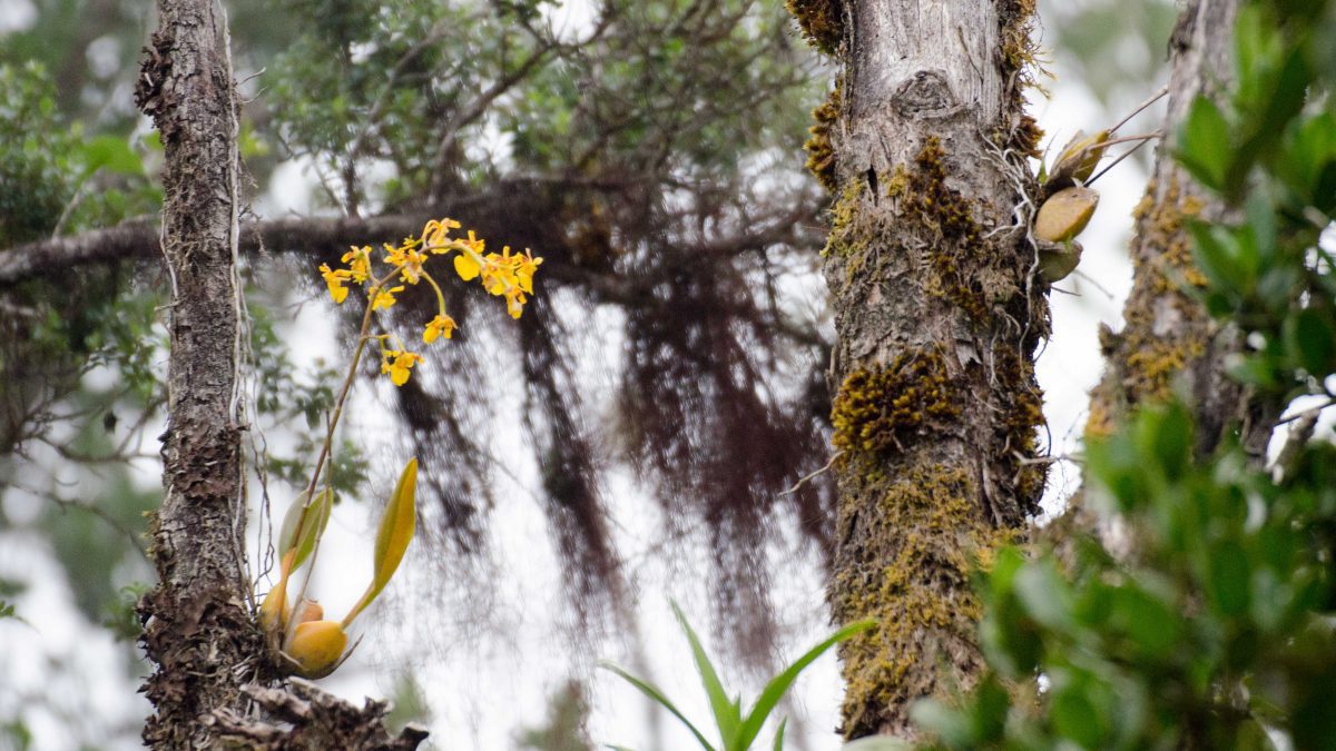 Orquídeas en un árbol, Reserva Yanacocha, noviembre 2014 | ©Ángela Drake Orquídeas en un árbol, Reserva Yanacocha, noviembre 2014 | ©Ángela Drake