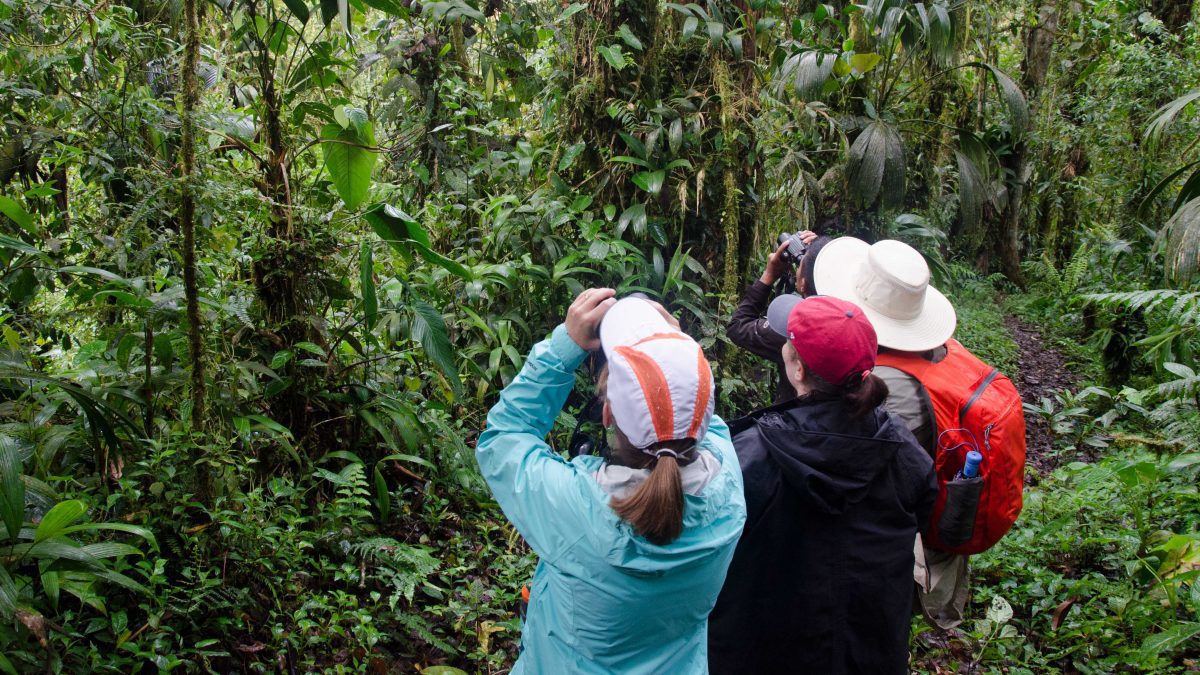 Guías de aves útiles para su viaje a Ecuador