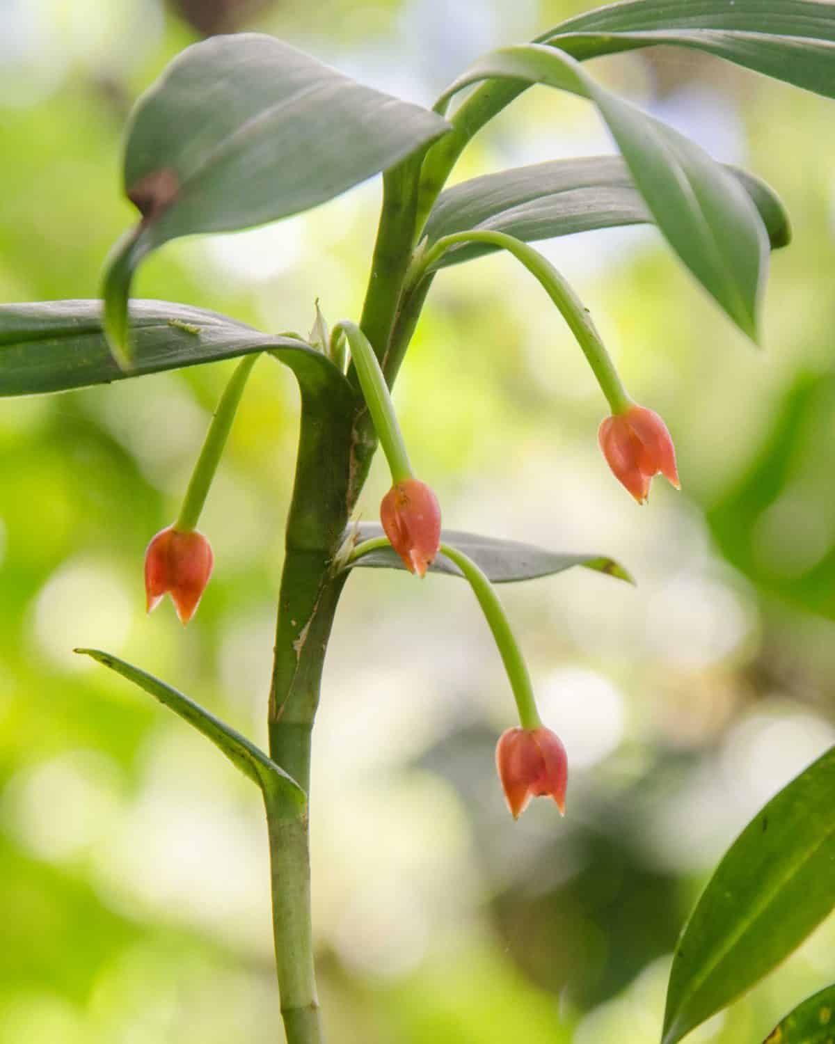Orquídeas de Cabañas San Isidro, mayo 2015 | ©Ángela Drake Orquídeas de Cabañas San Isidro, mayo 2015 | ©Ángela Drake