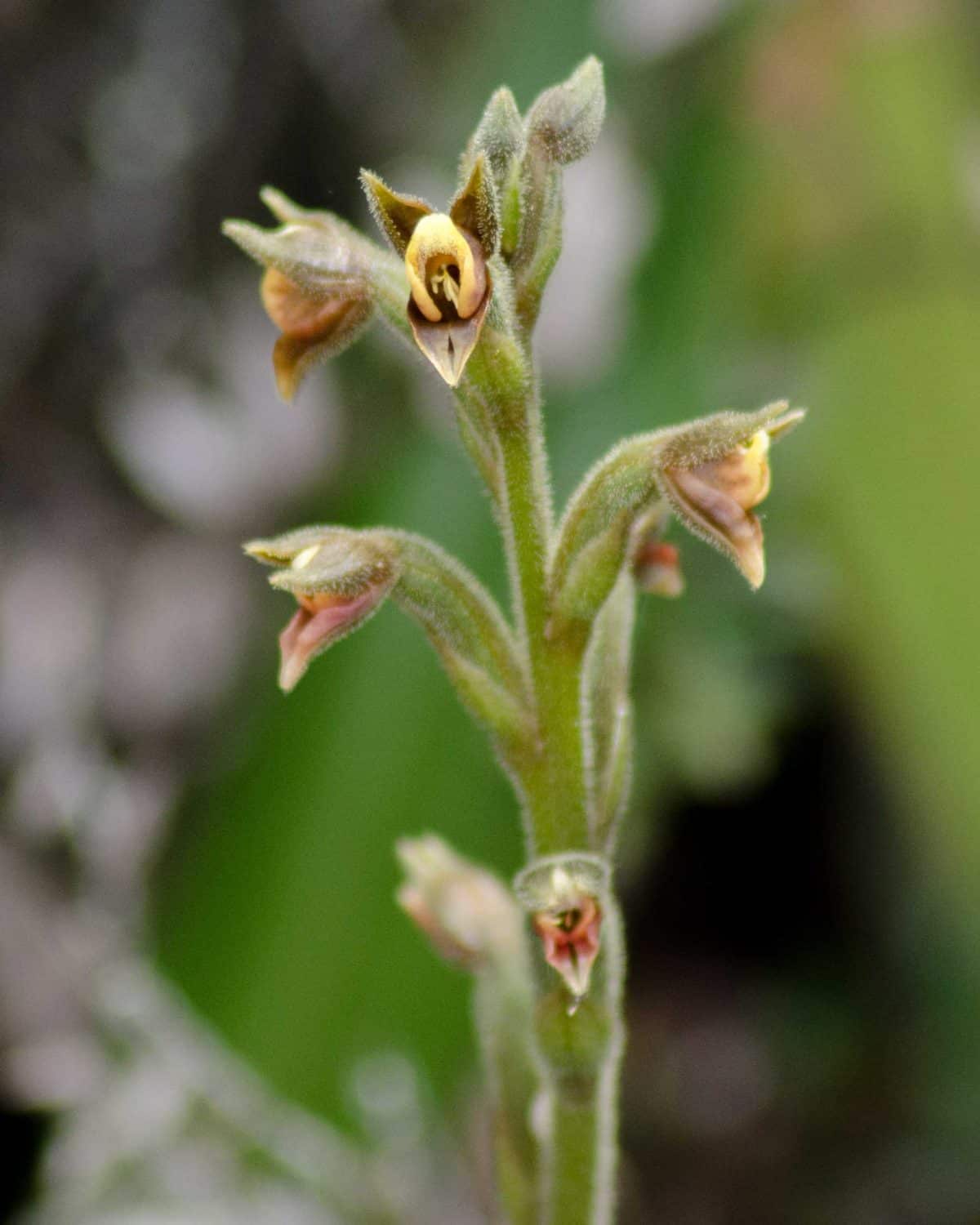 Orquídeas en un árbol, San Jorge de Tandapaya, septiembre 2015 | ©Ángela Drake Orquídeas en un árbol, San Jorge de Tandapaya, septiembre 2015 | ©Ángela Drake