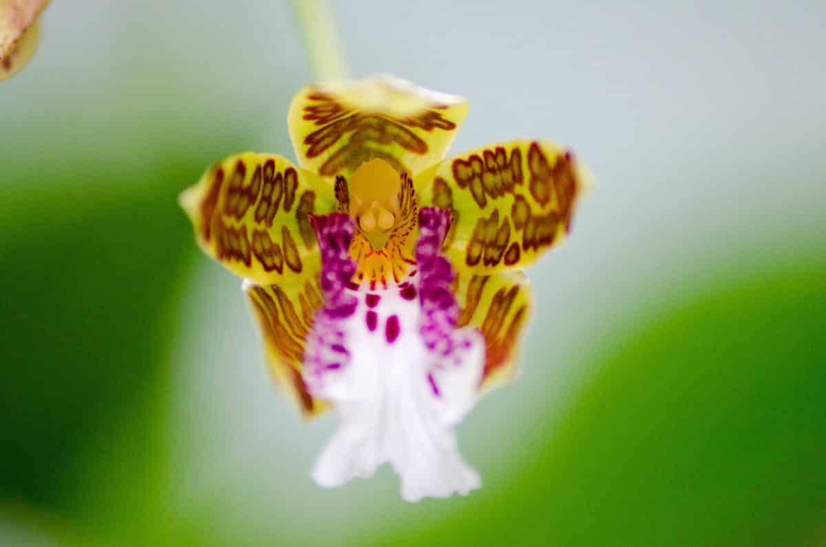 Orquídeas de San Jorge de Tandapaya, julio de 2016 | ©Ángela Drake Orquídeas de San Jorge de Tandapaya, julio de 2016 | ©Ángela Drake