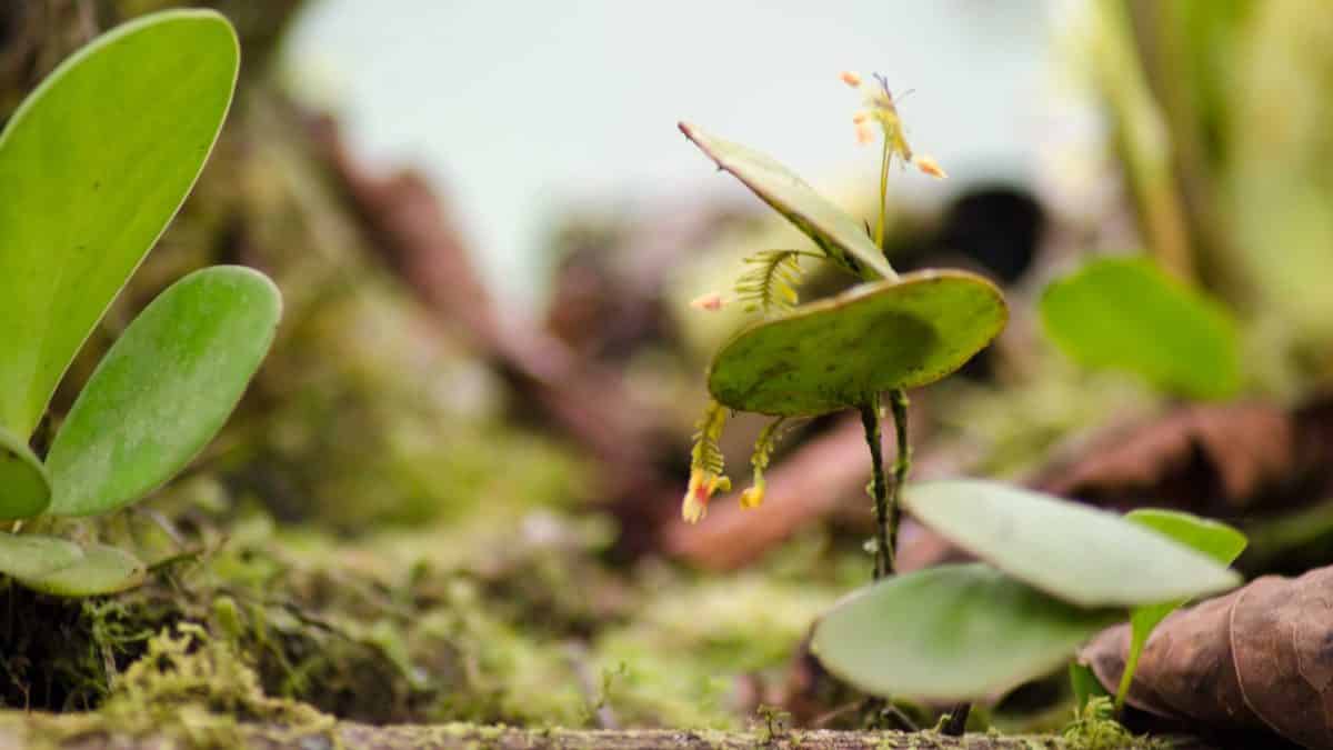 Orquídeas de San Jorge de Tandapaya, julio de 2016 | ©Ángela Drake Orquídeas de San Jorge de Tandapaya, julio de 2016 | ©Ángela Drake