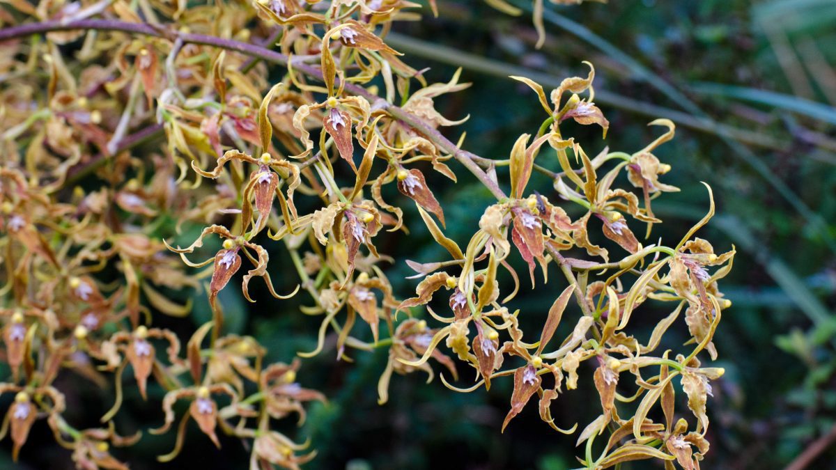 Orquídeas de la Reserva Yanacocha, noviembre de 2015 | ©Ángela Drake Orquídeas de la Reserva Yanacocha, noviembre de 2015 | ©Ángela Drake