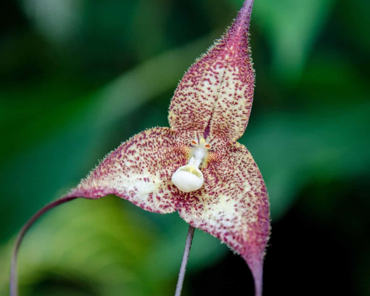 Orquídeas de San Jorge de Milpe, junio 2015 | ©Ángela Drake Orquídeas de San Jorge de Milpe, junio 2015 | ©Ángela Drake