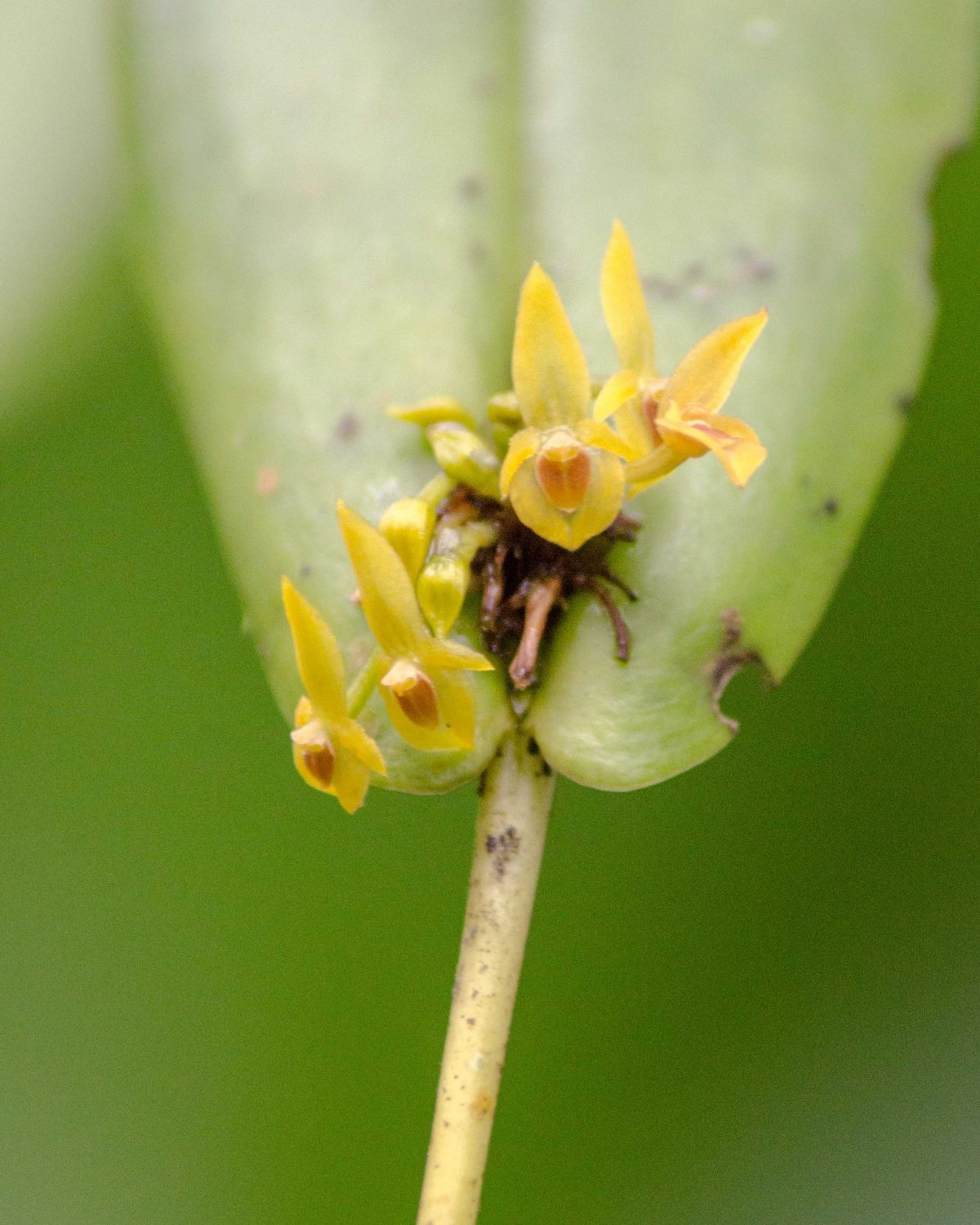 Orquídeas de San Jorge de Milpe, junio 2015 | ©Ángela Drake Orquídeas de San Jorge de Milpe, junio 2015 | ©Ángela Drake