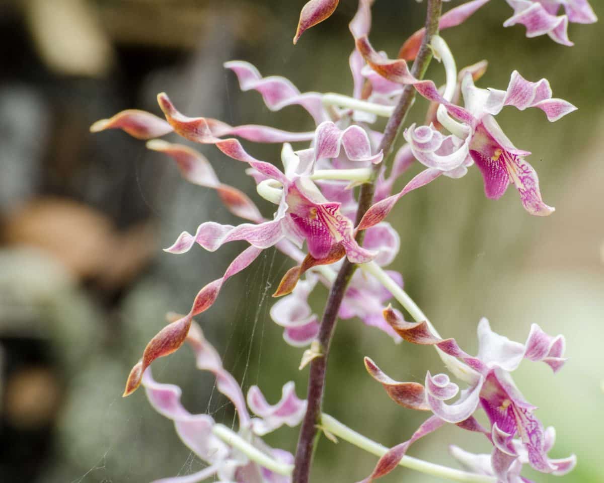 Orquídeas del Jardín Botánico de Guayaquil, enero de 2015 | ©Ángela Drake Orquídeas del Jardín Botánico de Guayaquil, enero de 2015 | ©Ángela Drake