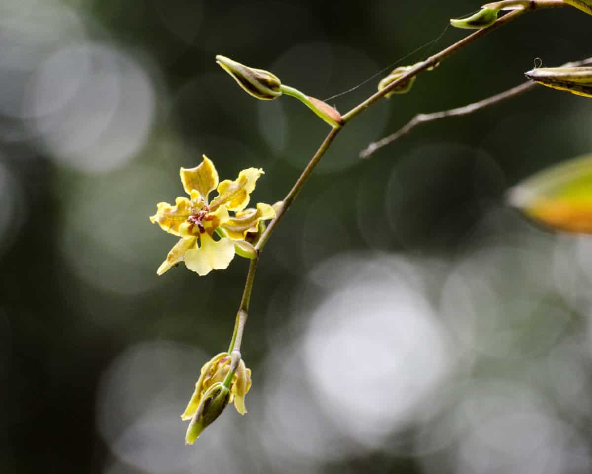 Orquídeas del Jardín Botánico de Guayaquil, enero de 2015 | ©Ángela Drake Orquídeas del Jardín Botánico de Guayaquil, enero de 2015 | ©Ángela Drake