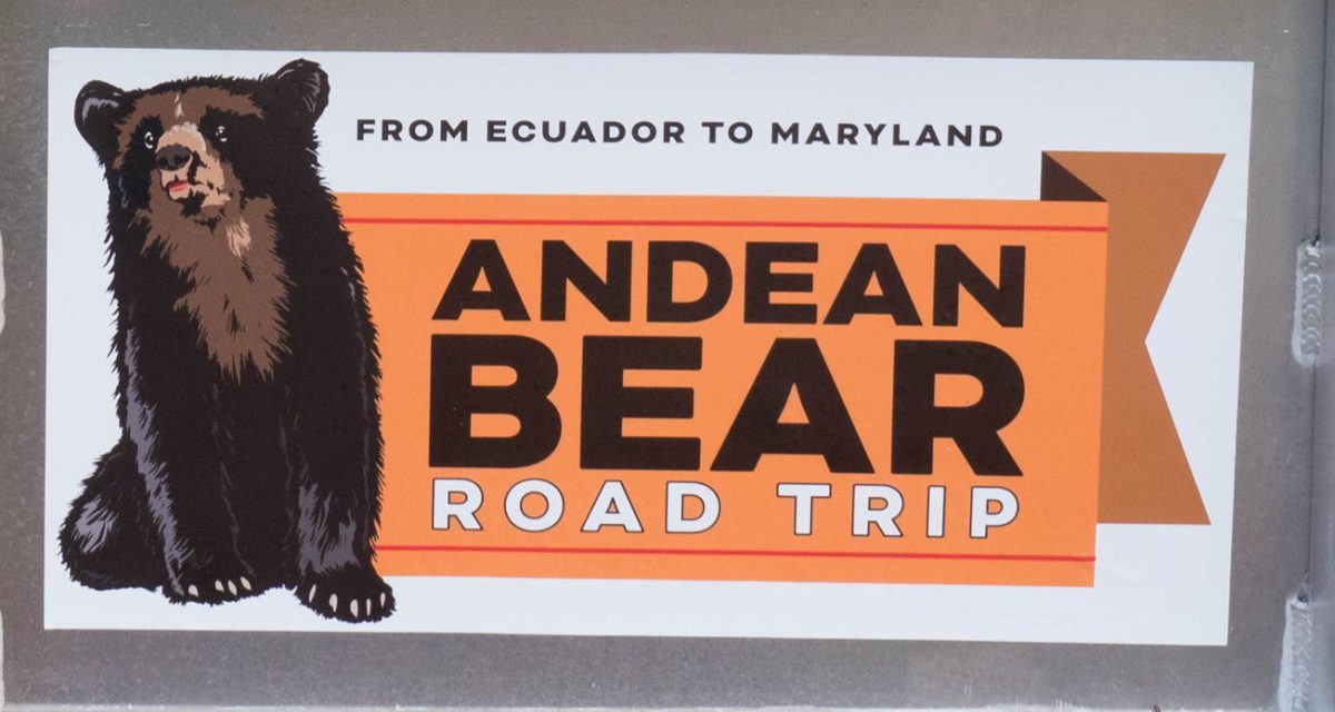 An Interview with Pinocchio the Andean Bear