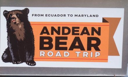 An Interview with Pinocchio the Andean Bear