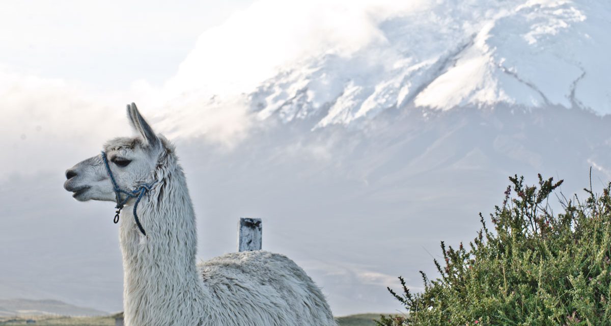 La lista de tareas esenciales previas al viaje de Ecuador