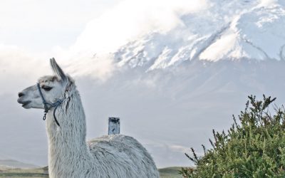 La lista de tareas esenciales previas al viaje de Ecuador